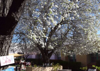 Trees with white flowers at the backyard